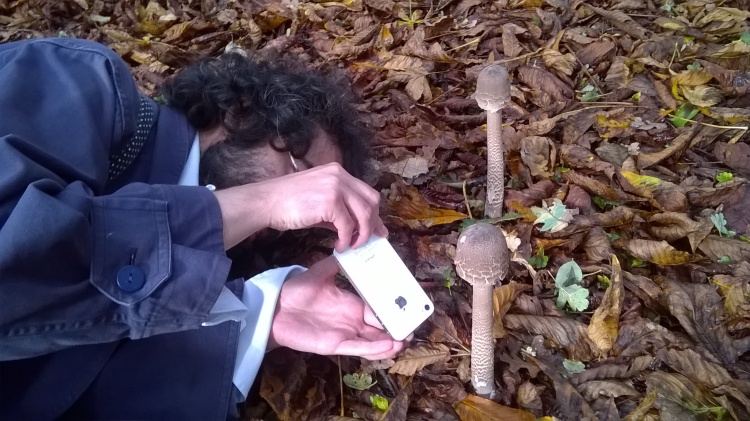 Mushroom contortions